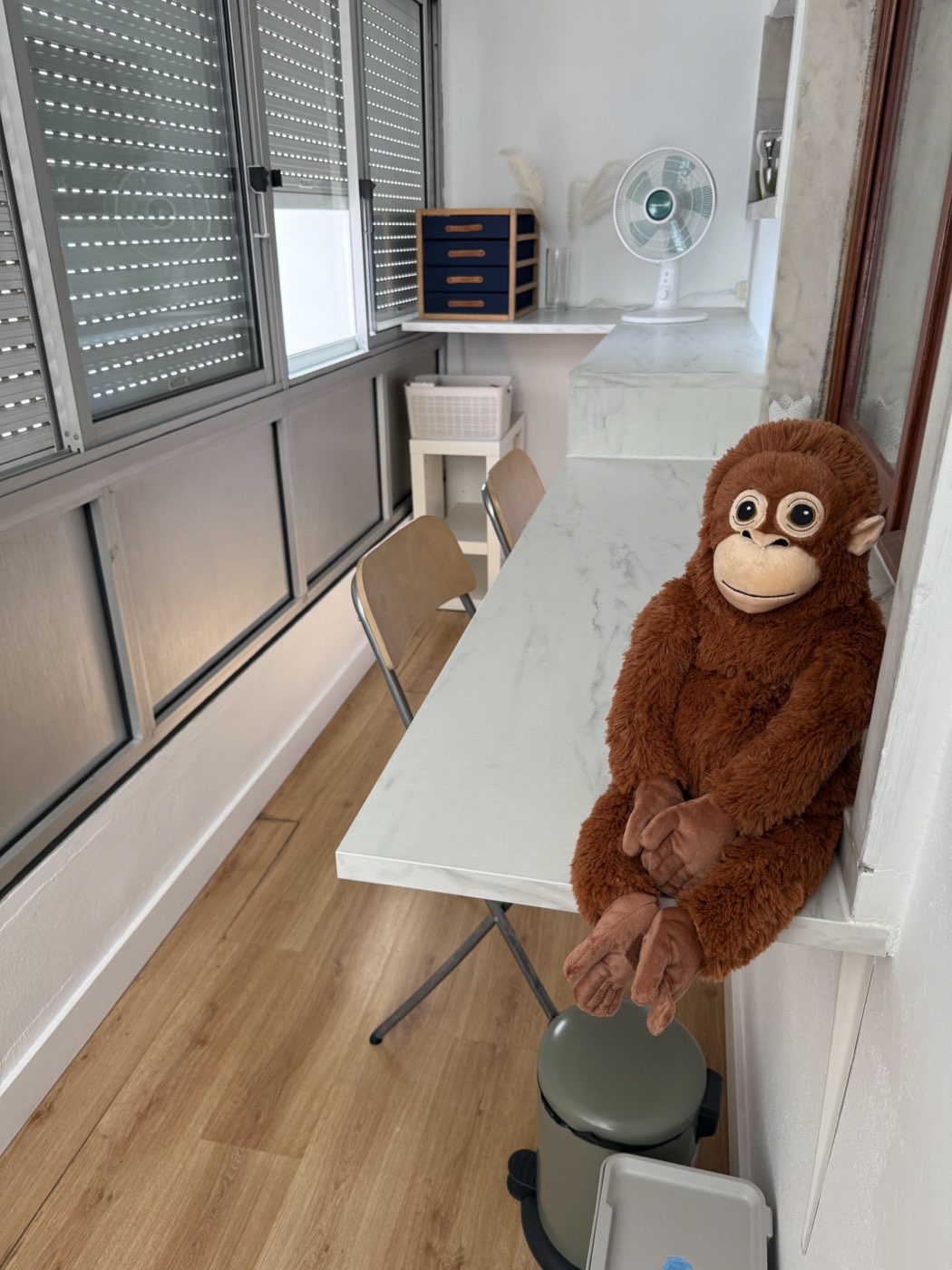 O nosso peluche a espreitar